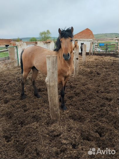 Жеребец башкирской породы
