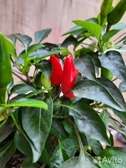 Перец комнатный