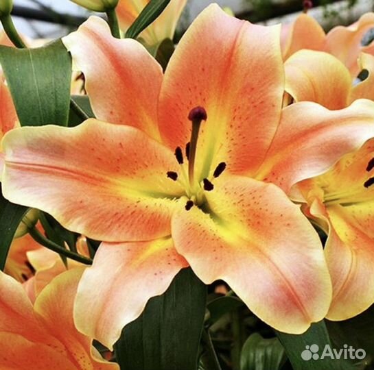 Луковицы Лилий от-гибр 5шт