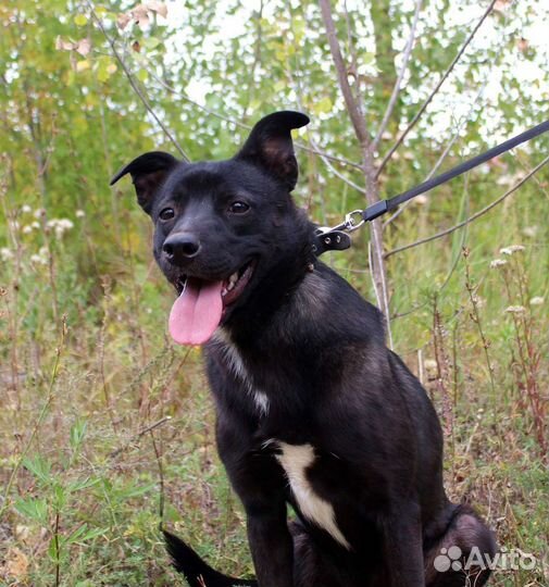 Собака Грушенька