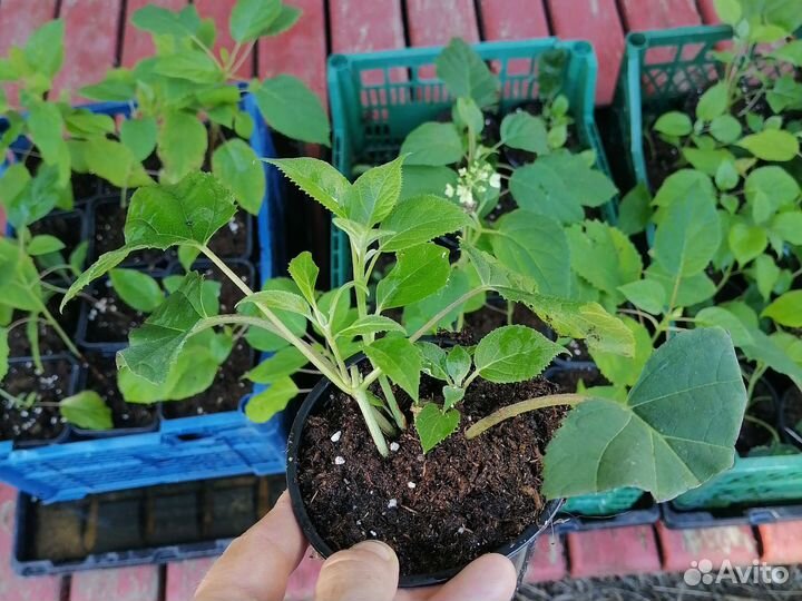 Саженцы Гортензия древовидная Аннабель доставка