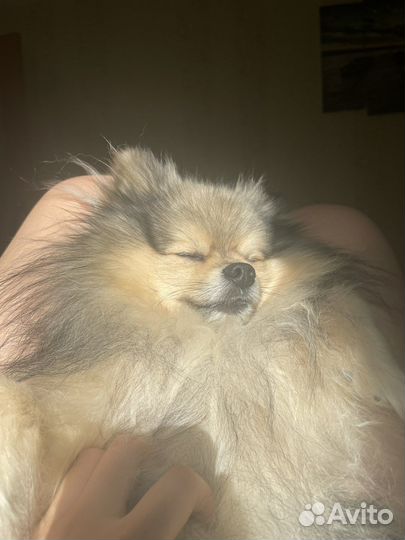 Немецкий шпиц вязка