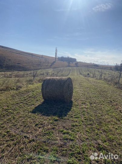 Люцерна в тюках