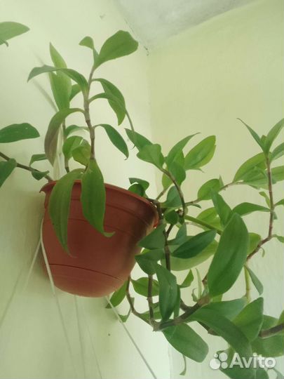 Хлорофитум