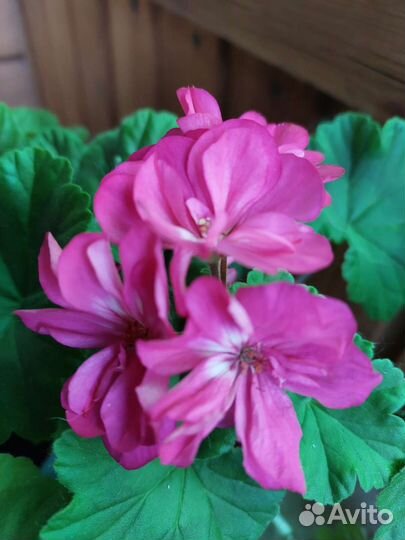 Пеларгония герань