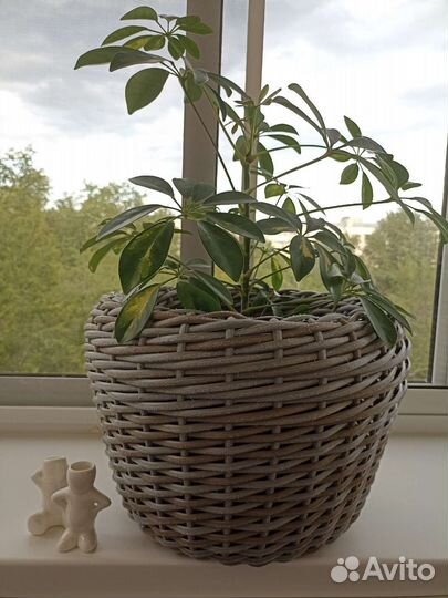 Кашпо из ротанга. Уличное кашпо