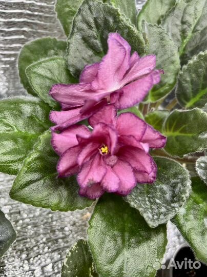 Сортовые фиалки