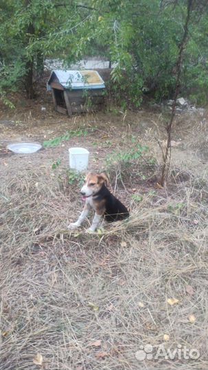 Щенок в добрые руки