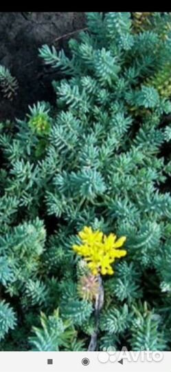 Цветы для сада