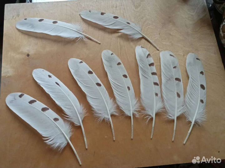 Перо белой совы