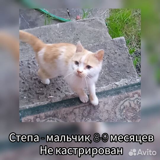 Кот