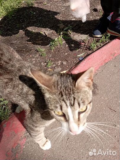 Молодой домашний котик