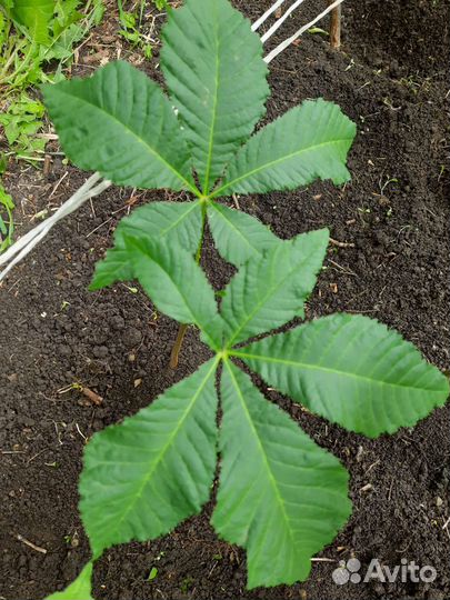 Саженцы каштана конского