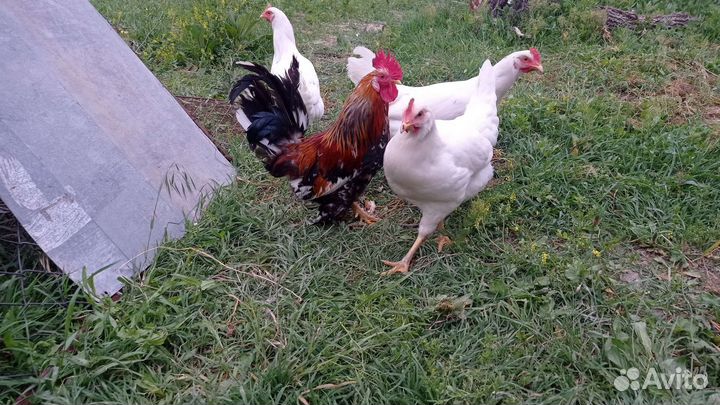 Карликовый петух