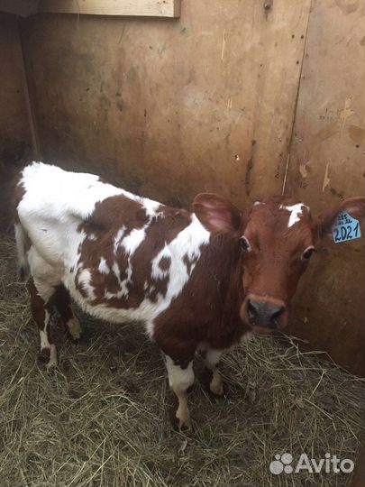 Быкчки на откорм