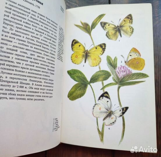 Книга бабочки
