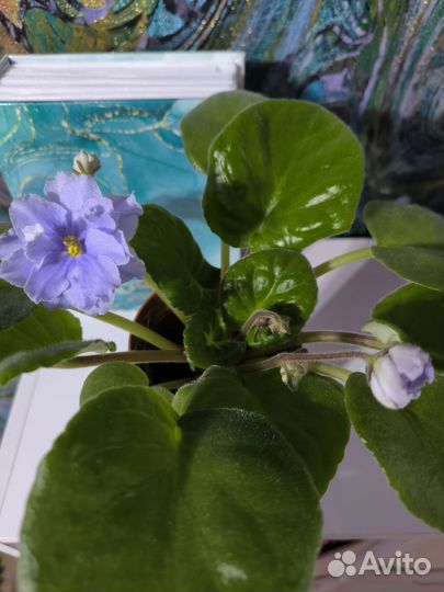 Фиалка цветущая/комнатные цветы/Faded denim