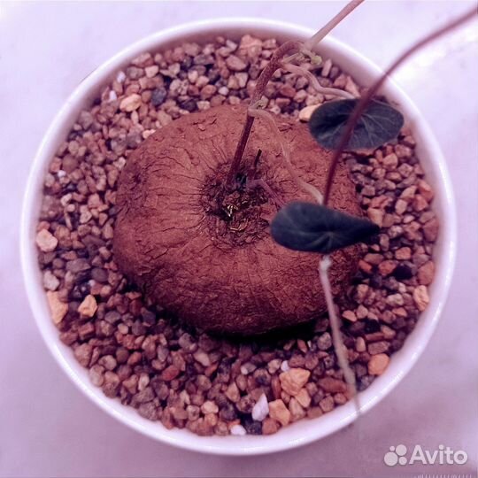 Стефания Эректа