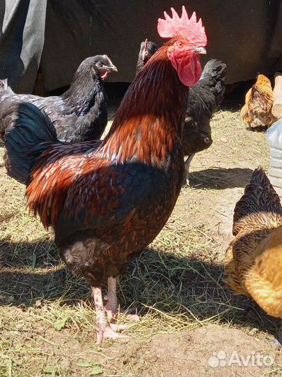 Молодые петухи