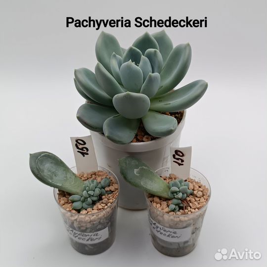 Суккуленты пахиверия