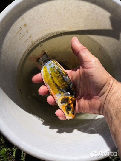 Живая рыба для пруда