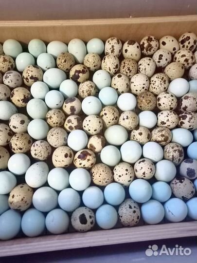 Инкубационное яйцо