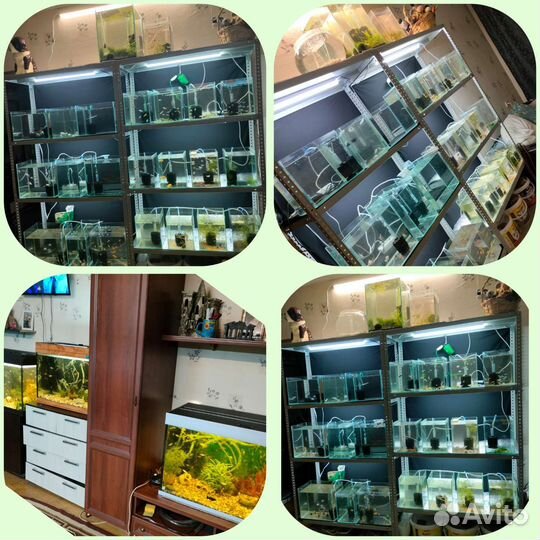 Аквариумные рыбки собственной разводни