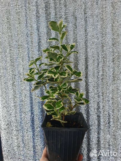 Бересклет Форчуна