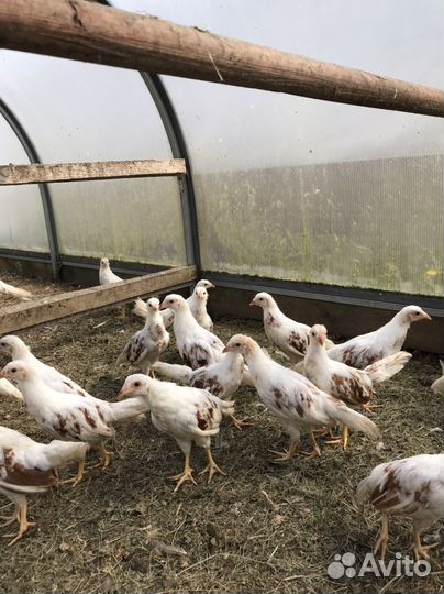 Куры йокогама