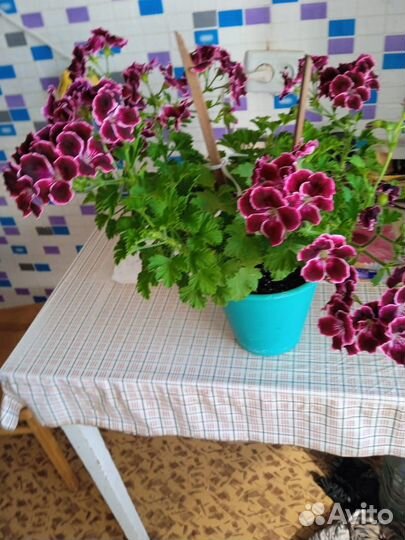 Королевская пеларгония