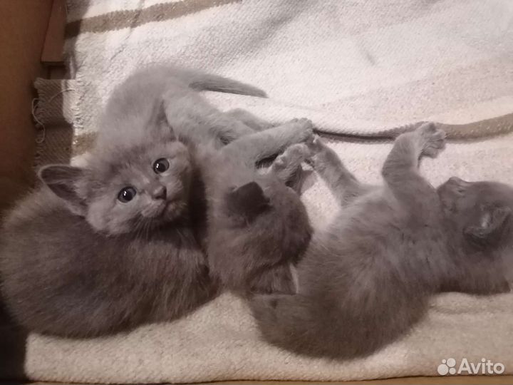 Кошки породистые бесплатно