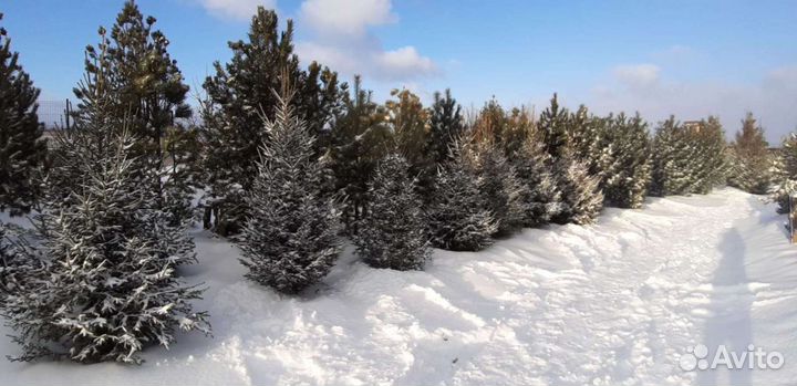 Саженцы Ели Сибирской 1,5-3,0 m
