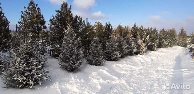 Саженцы Ели Сибирской 1,5-3,0 m