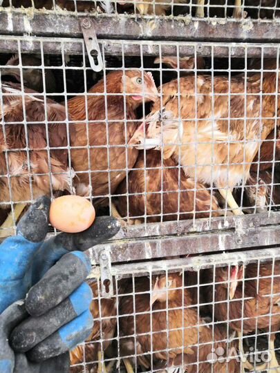 Куры несушки молодка