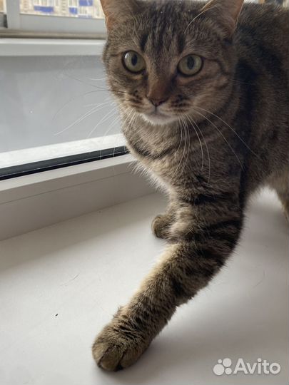 Кот и кошка в добрые руки