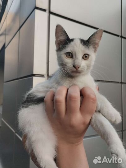 Котёнок девочка 2 месяца