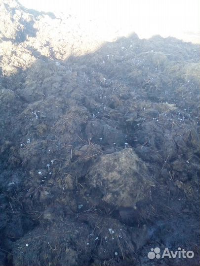 Коровий навоз