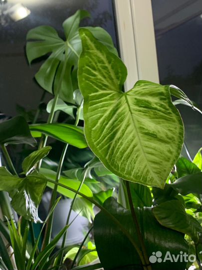 Сингониум баттерфляй