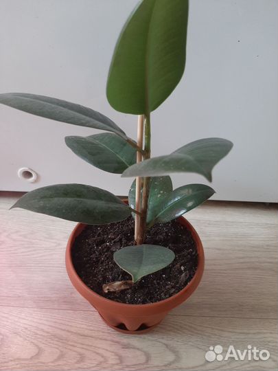 Аглаонема, фикус,сансевиерия