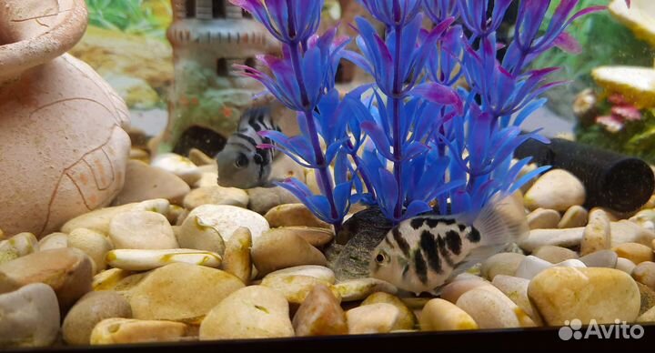 Аквариум с рыбками и полное оборудование