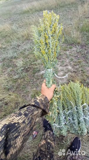 Полынь горькая: запарки для бани