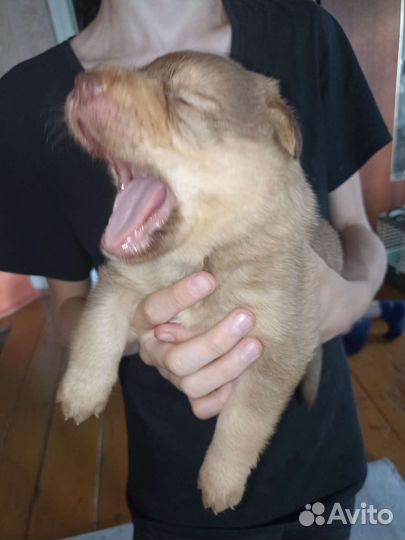 Щеноки в добрые руки