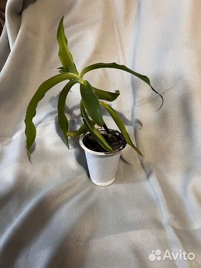 Цветок золотой ус