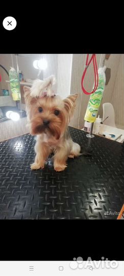 Стрижка кошек и собак грумер