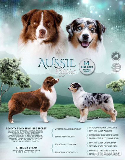 Щенки аусси