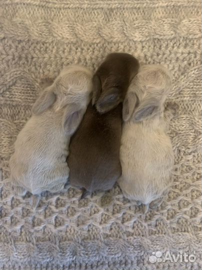 Карликовый вислоухий баран