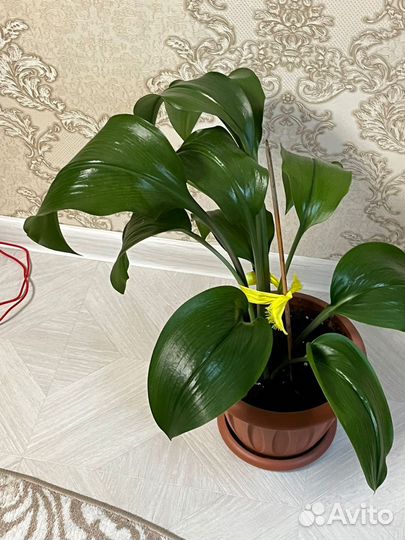 Эухарис амазонская лилия