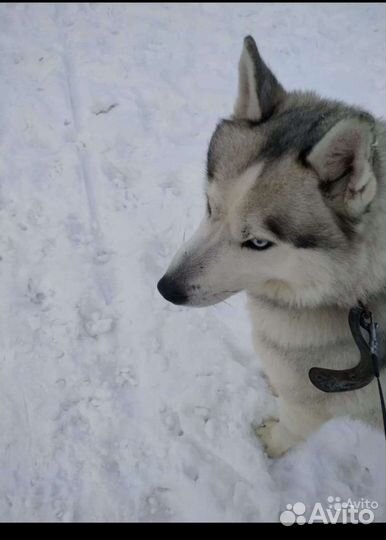 Семья Хаски