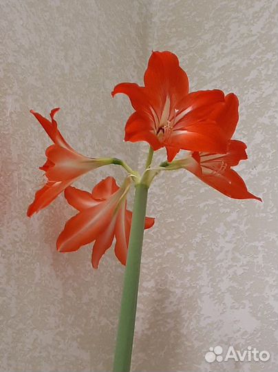 Кливия, гиппеаструм, шлюмбергера