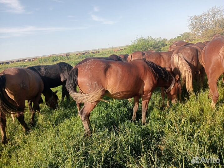 Продам кобылу с жеребенком